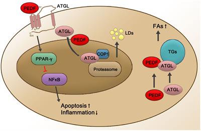 Receptors that bind to PEDF and their therapeutic roles in retinal diseases